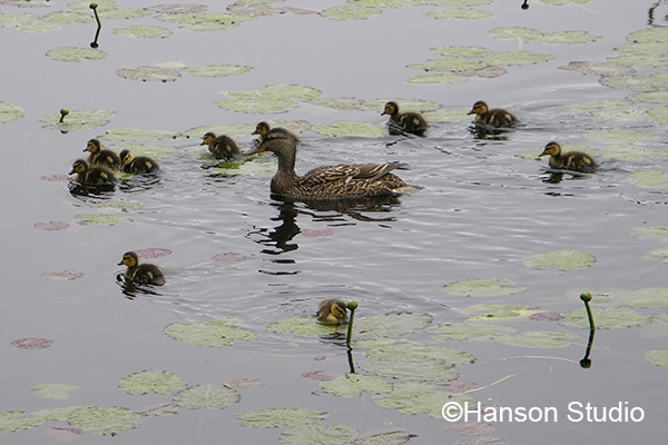 Duck and Ducklings